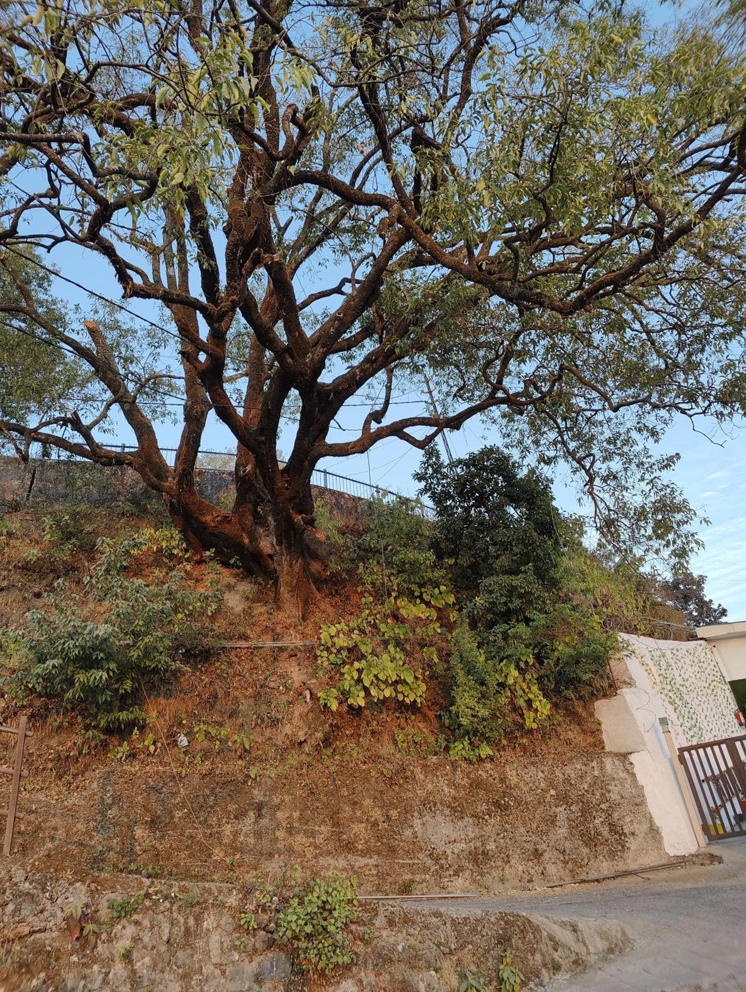 Golden Oak Villa Mussoorie Exterior photo